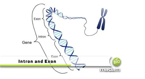 Understanding Introns and Exons 