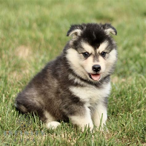 Pomskies For Sale Adopt Pomsky Puppies For Sale Online Today Vip Puppies