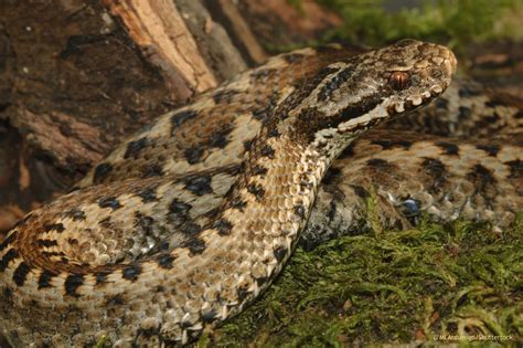 Vipera seoanei víbora cantábrica guadarramistas