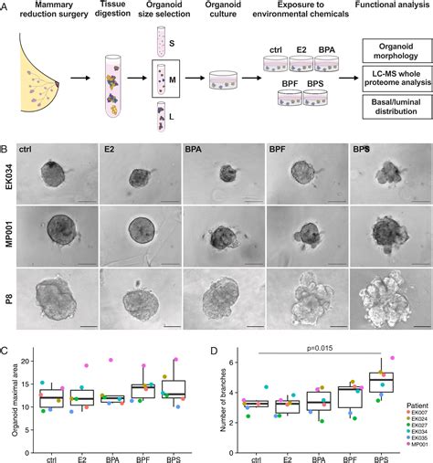 Bisphenol A Replacement Chemicals Bpf And Bps Induce Protumorigenic