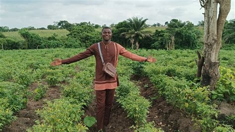 At My Mother S Two Plots Chilli Pepper Farm Pepper Farming In Nigeria Youtube