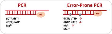 Pickmutant Error Prone Pcr Kit Canvax