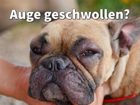 Auge Vom Hund Geschwollen Ursachen Behandlung Und Tipps