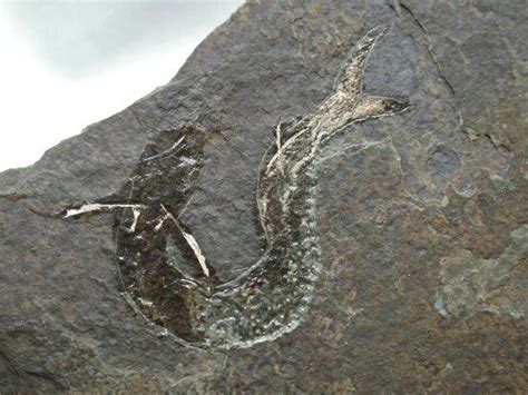 Acanthodes Acanthodian Permian Fossil Fish