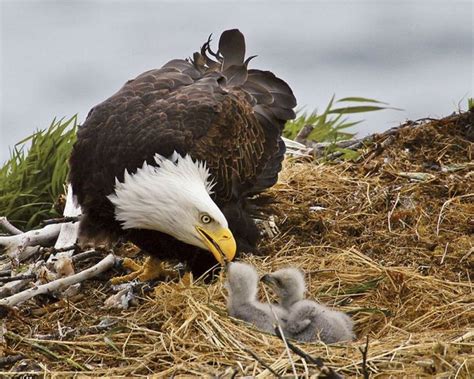 Kisah Burung Elang yang Jarang Didengar Tapi Bisa Mengubah Hidupmu 180 ...