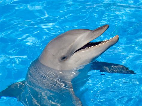 Fotograf As De Carism Ticos Delfines En El Oceano