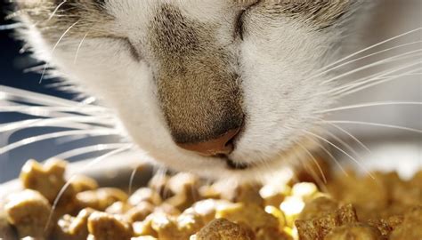 Alimentos tóxicos para gatos Cuáles son y por qué evitarlos