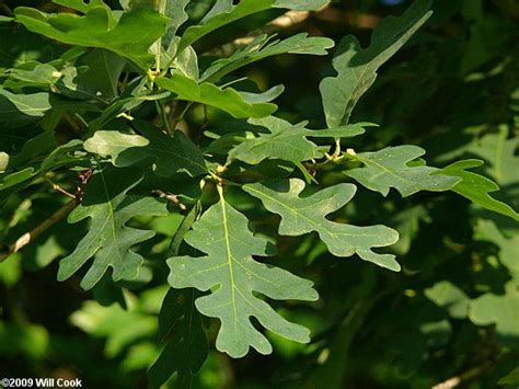 water oak tree leaf - Malorie Maas