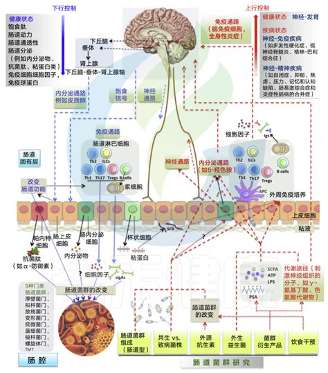 深度解读 肠道菌群和中枢神经系统的关系肠神经系统 色氨酸 肠神经胶质细胞 Csdn博客