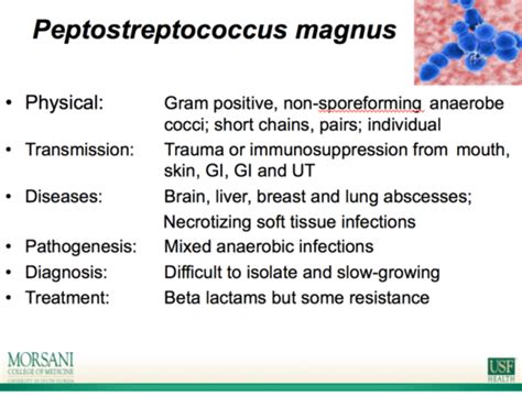 Bacteriology Flashcards Quizlet