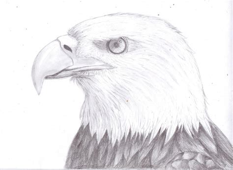 Bald Eagle by Mengtastic on DeviantArt