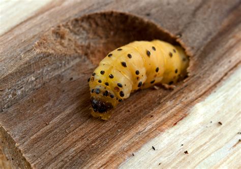 Holzsch Dlinge Insekten Pest Free Onlinehandel