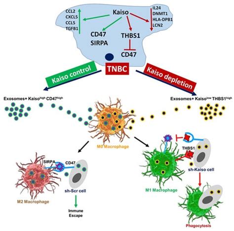 Cancers Free Full Text Immune Profile Of Exosomes In African