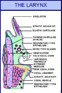 Laryngeal Ventricle Histology