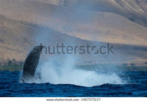 Humpback Whale Peduncle Throw Hawaii Maui Stock Photo