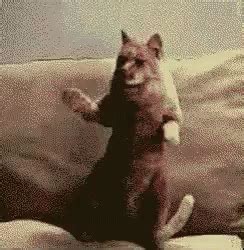 Cat Dance GIF - Cat Dance Dancing - Discover & Share GIFs