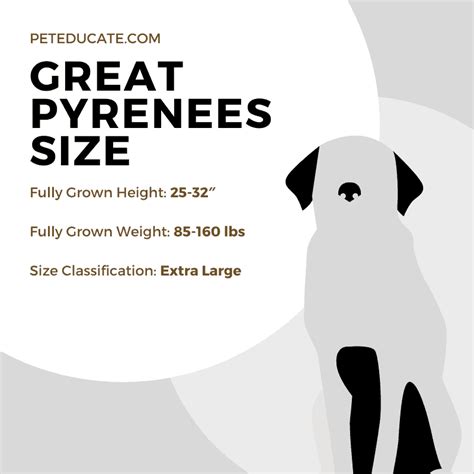 How Big Do Great Pyrenees Get [average Height Weight And Size]