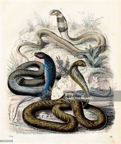 Venomous Snakes Egyptian Cobra Spectacled Cobra Very Rare Plate From ...