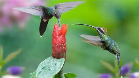 The Sub-Tropical Hummingbird Species - Hermit