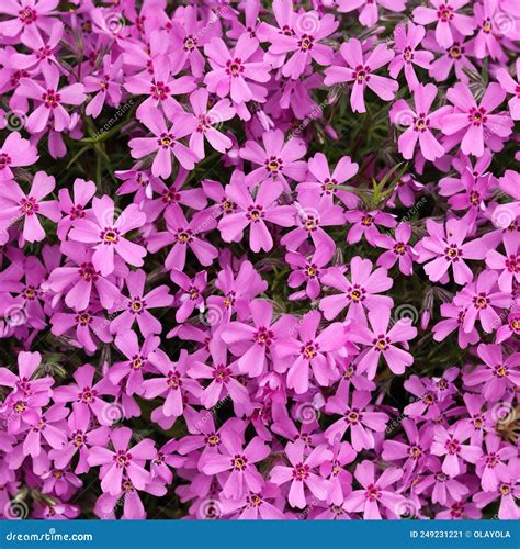 Background Of Purple Flowers Phlox In Spring Stock Image Image Of