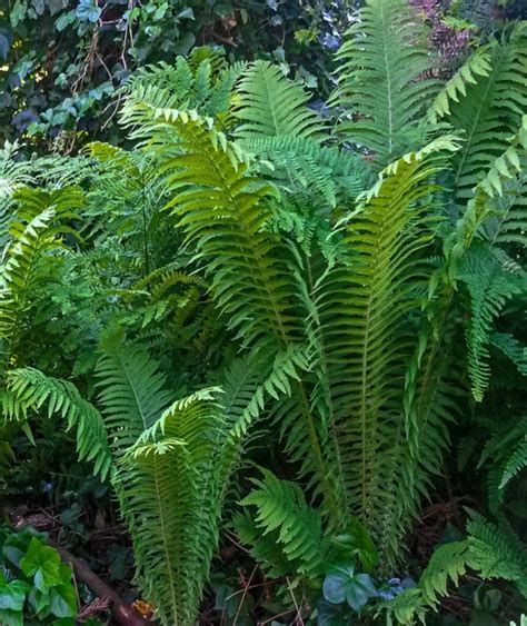 Ostrich Fern | Great Hill Horticulture Foundation