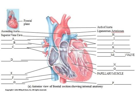 Anterior Heart Frontal Section Part One Diagram Quizlet