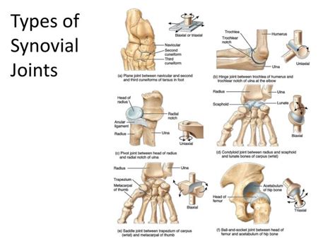 Plane Synovial Joint