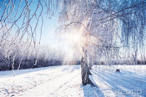 Poster Winterlandschaft und Birken nach Maß myredro de