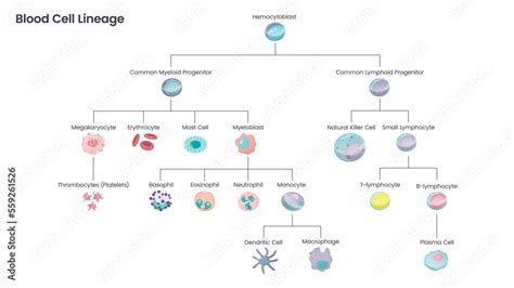 Blood Cell Lineage educational science vector illustration diagram ...