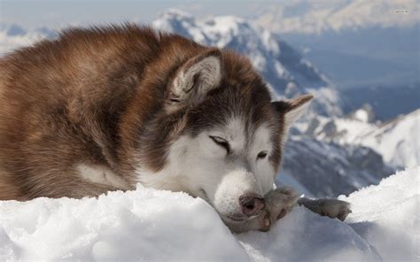 Alaskan Malamute Wallpapers - Wallpaper Cave