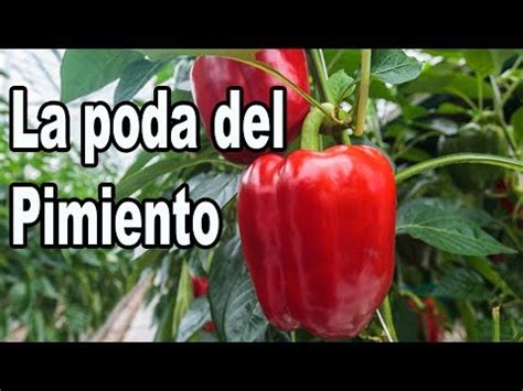 Criadero Kimbi Cultivo de Pimientos Ecológicos Huerto Urbano