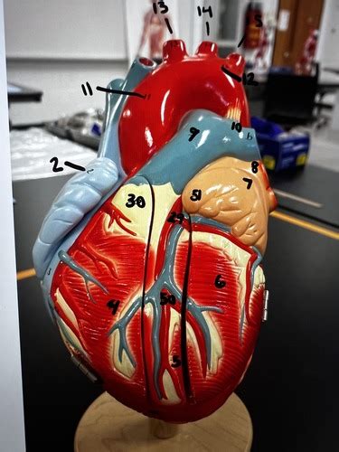 Anatomy Lab Heart Model Flashcards Quizlet