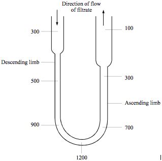 Loop Of Henle Diagram