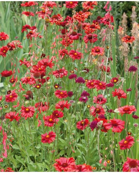 Buy Rare Unusual Exciting Plants Hayloft Gaillardia Aristata Burgunder