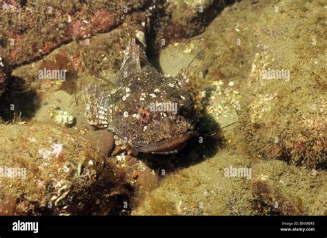 Short Spined Sea Scorpion Or Bull Rout Underwater Off St Abbs