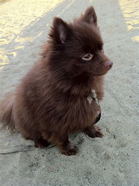 Light Brown Pomeranian Puppy Brown