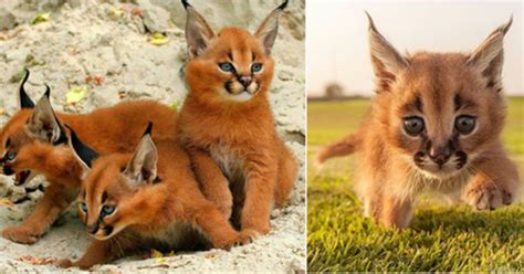 5 Very Rare And Unusual Breeds Of Cats