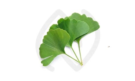 Ginkgo Biloba Bienfaits Propriétés Et Conseils D Utilisation