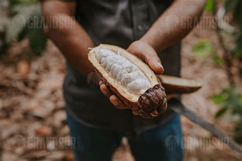 Granos De Cacao Ecuatoriano