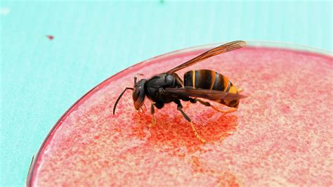 Could Robots Be The Key To Protecting Britain Against An Asian Hornet