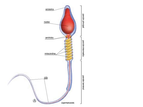 Uz augšu Paldies Sākumā las partes del espermatozoide Mantinieks