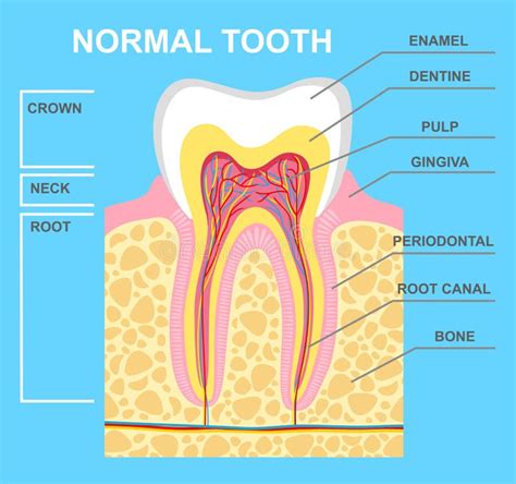 Dental Tooth Structure Medical Diagram Of The Structure Of Human Tooth