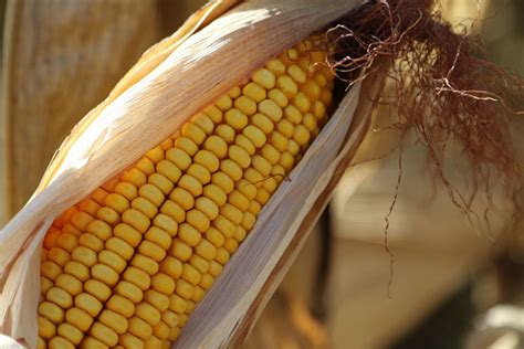 Study Shows Impact Of Mexicos Proposed Ban On Biotech Corn Texas