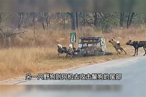 鬣狗落单遭遇野狗群围攻鬣狗也有今天太解气了 鬣狗