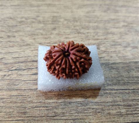 11 Mukhi Certified Rudraksha Nepali Origin Kalyanastrogems