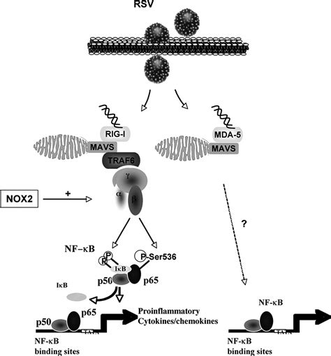 Respiratory Syncytial Virus Mediated Nf B P Phosphorylation At