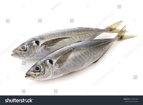 5,564 Horse Mackerel Images, Stock Photos & Vectors | Shutterstock