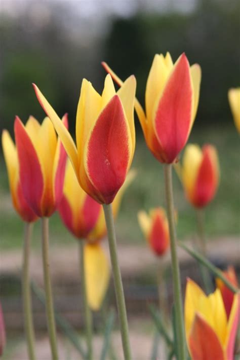 Tulipa Clusiana Var Tubergens Gem