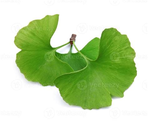 Ginkgo biloba leaves 15606536 Stock Photo at Vecteezy