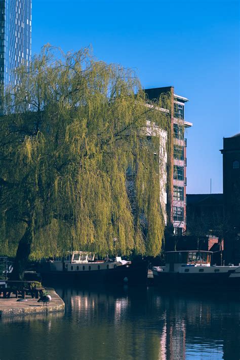 Willow Manchester April 2023 Neil Goodman Flickr